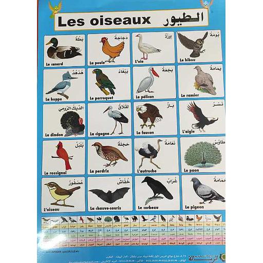 Poster Les Oiseaux - صويرات تعليمية الطيور