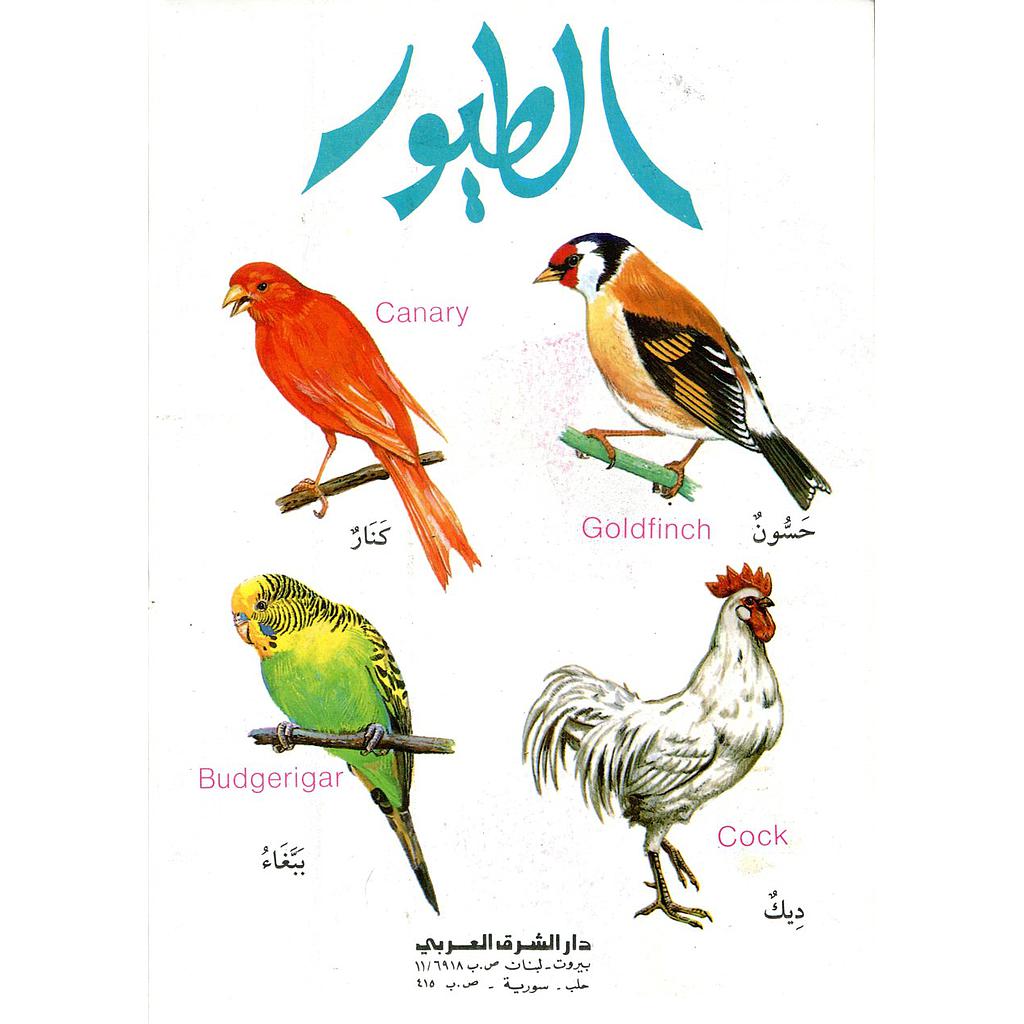 الطيور عربي إنجليزي 