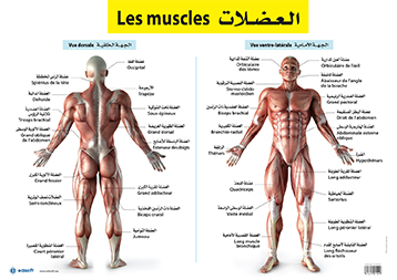 صويرات تعليمية كبيرة العضلات Les muscles