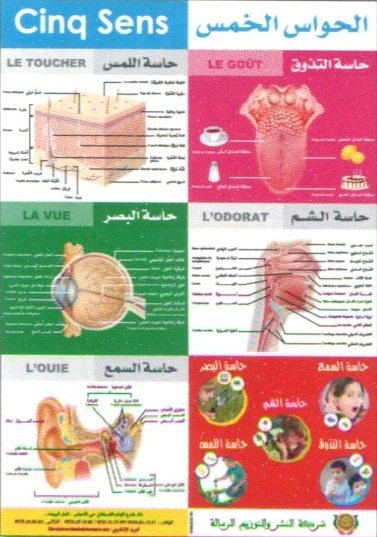 Les Cinq Sens صويرات تعليمية الحواس الخمس