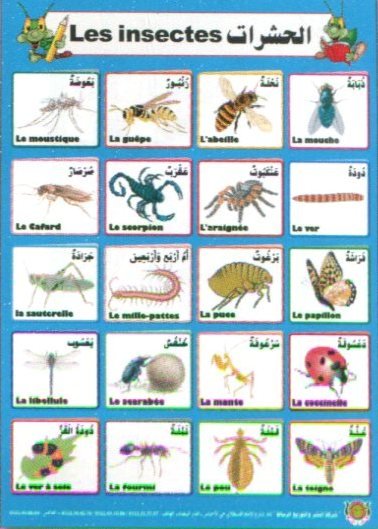 Les insectes - صويرات الحشرات