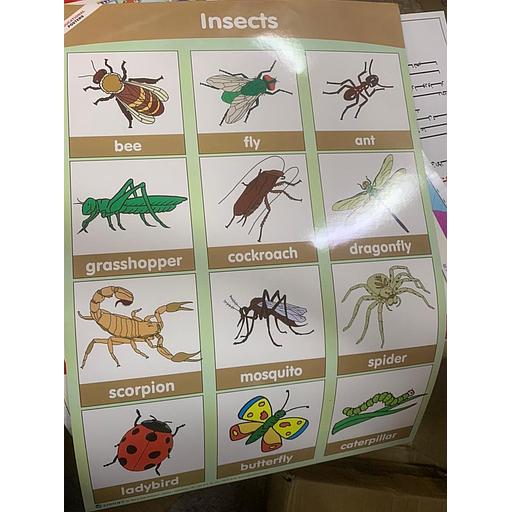 poster éducatif Insects