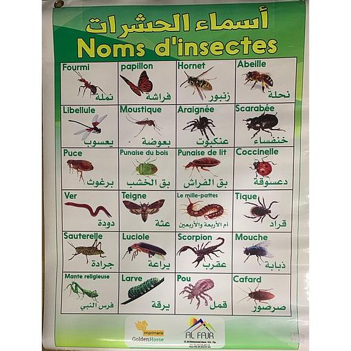 Nom d'insectes - باش بوستر أسماء الحشرات
