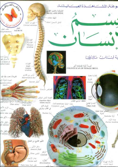 جسم الإنسان