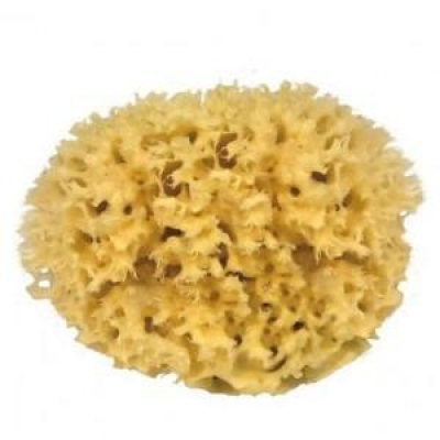 5 éponges nature fine - 3.5-5cm - Outils et accessoires de modelage