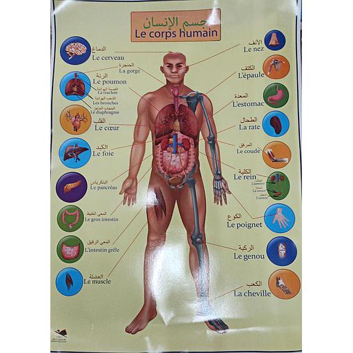صويرات تعليمية جسم الانسان كبيرة عربي / فرنسي