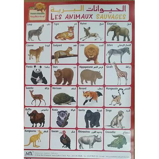 لوحات تعليمية الحيوانات البرية Posters Educatifs Les Animaux Sauvages