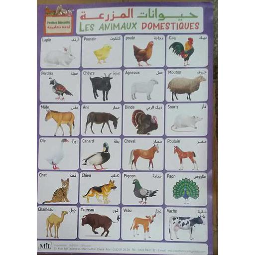 لوحات تعليمية حيوانات المزرعة Posters Educatifs Les Animaux Domestiques