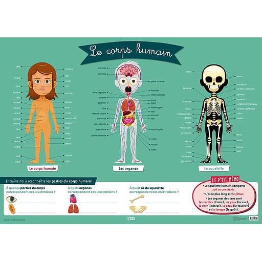 Le corps humain