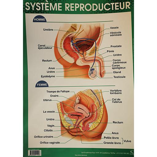 Poster &quot;Système Reproducteur&quot;
