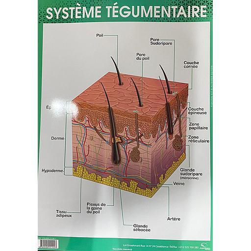 Poster &quot;Système Tégumentaire&quot;