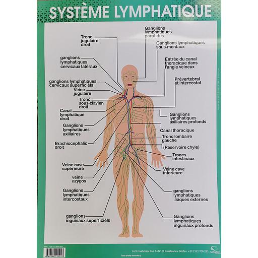 Poster &quot;Système Lymphatique&quot;
