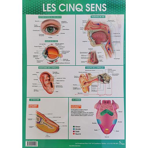 Poster &quot;Les cinq sens&quot;