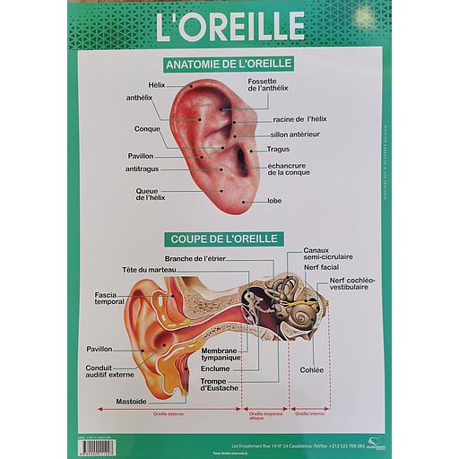 Poster &quot;L'oreille&quot;