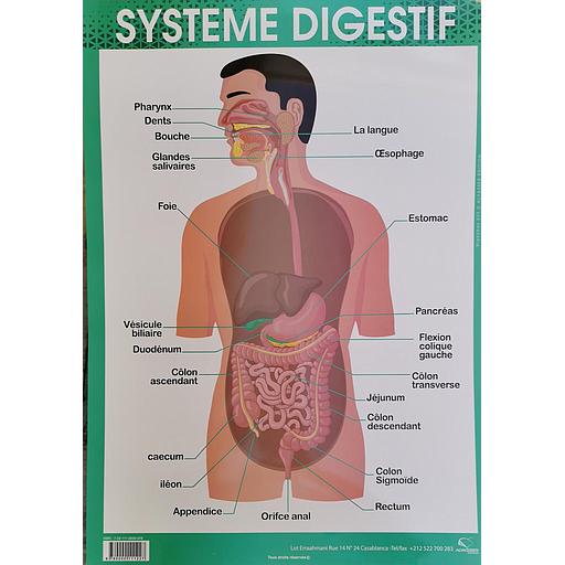 Poster &quot;Système Digestif&quot;