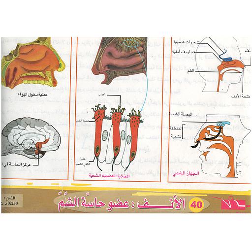 ملفات ورقية تعليمية الأنف عضو حاسة الشم + موضوع