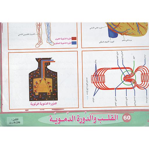ملفات ورقية تعليمية القلب والدورة الدموية + موضوع