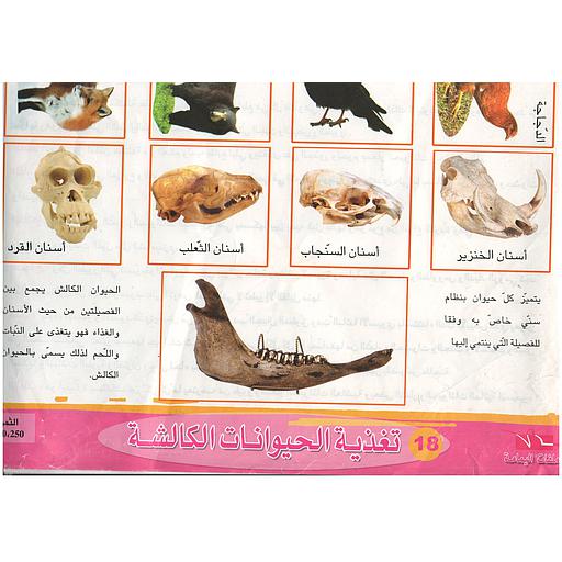 ملفات ورقية تعليمية تغذية الحيوانات الكالشة + موضوع