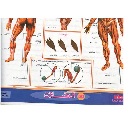 ملفات ورقية تعليمية العضلات + موضوع
