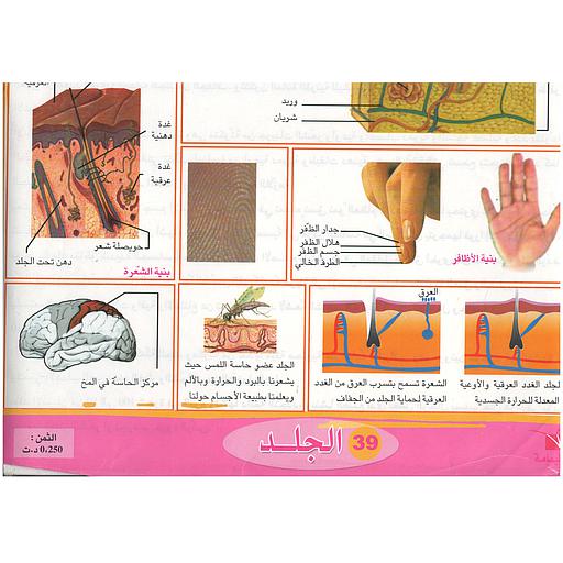 ملفات ورقية تعليمية الجلد + موضوع