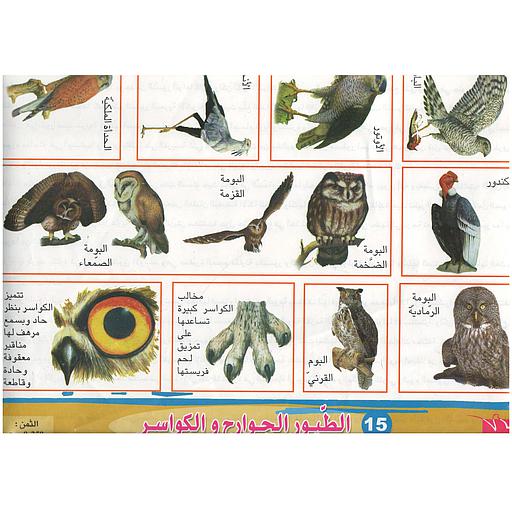 ملفات ورقية تعليمية الطيور الجوارح والكواسر + موضوع