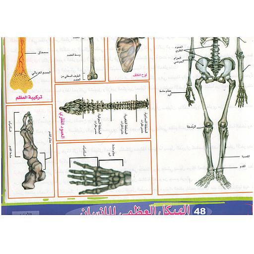 ملفات ورقية تعليمية الهيكل العظمي للإنسان + موضوع