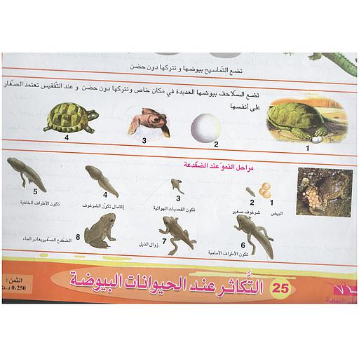 ملفات ورقية تعليمية حياة الضفدعة + موضوع