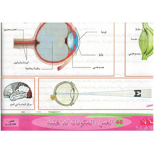 ملفات ورقية العين : المكونات الداخلية