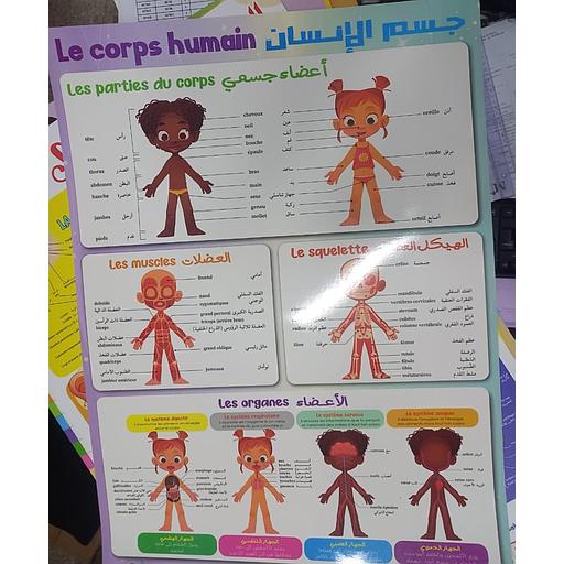 posters Le corps humain لوحات تعليمية  جسم الإنسان