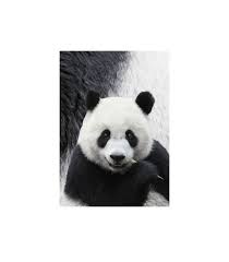 Agenda Panda - 1 jour par page - 12 x 17 cm