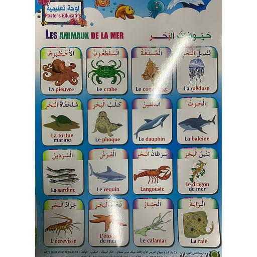 Poster éducatif Les animaux de la mer -  صويرات تعليمية حيوانات البحر