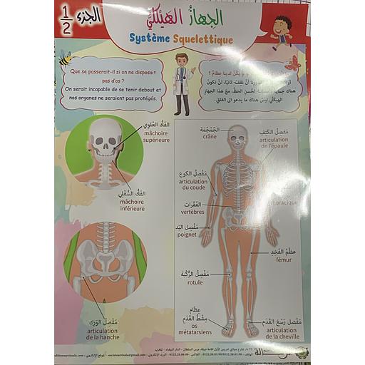 Poster éducatif Système Squelettique 1/2 لوحة تعليمية الجهاز الهيكلي