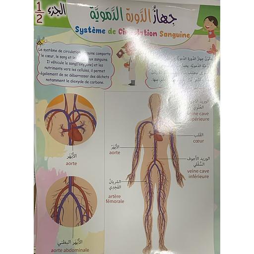 Poster éducatif Système de Circulation Sanguine 1/2 لوحة تعليمية جهاز الدورة الدموية