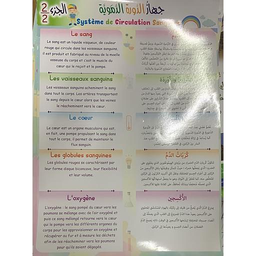 Poster éducatif Système de Circulation Sanguine 2/2 لوحة تعليمية جهاز الدورة الدموية