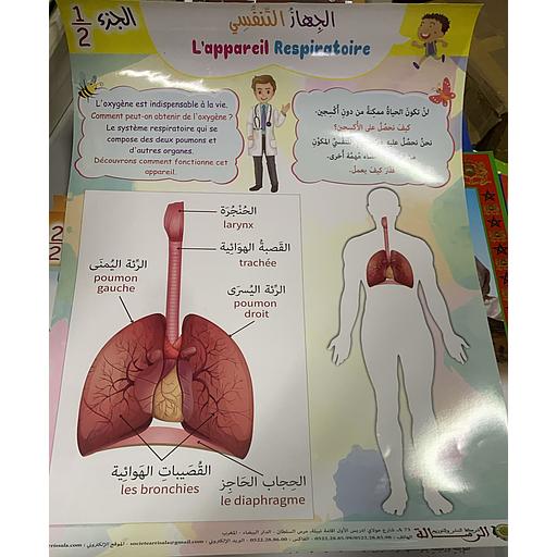 Poster éducatif L'appareil Respiratoire 1/2 لوحة تعليمية الجهاز التنفسي