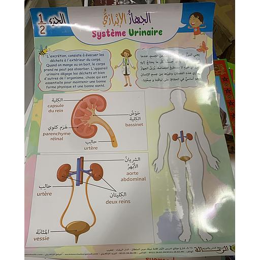 Poster éducatif Système Urinaire 1/2 لوحة تعليمية الجهاز الإبرازي