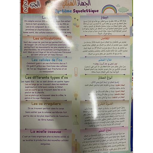 Poster éducatif Système Squelettique 2/2 لوحة تعليمية الجهاز الهيكلي