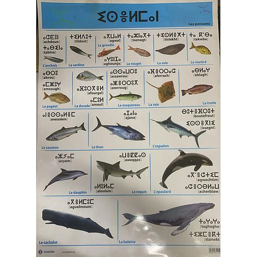 Poster éducatif - Les poissons صويرات تعليمية الأسماك تيفيناغ