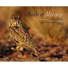 Birds of Morocco