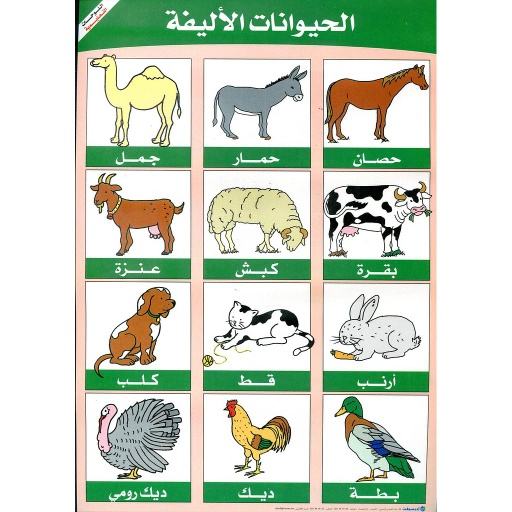 صويرات تعليمية اديسوفت حجم صغير بلاستيكي