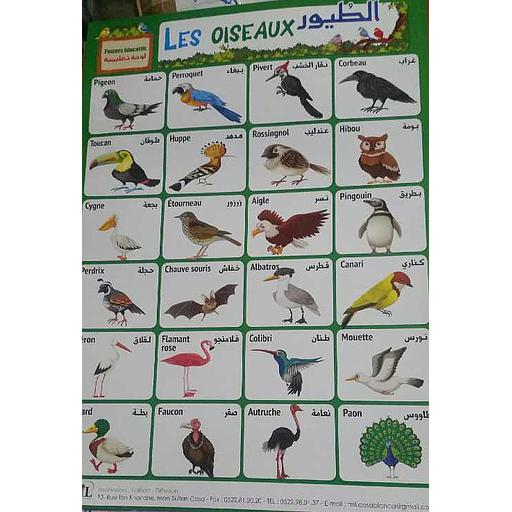 [481] لوحات تعليمية الطيور Posters Educatifs Les Oiseaux