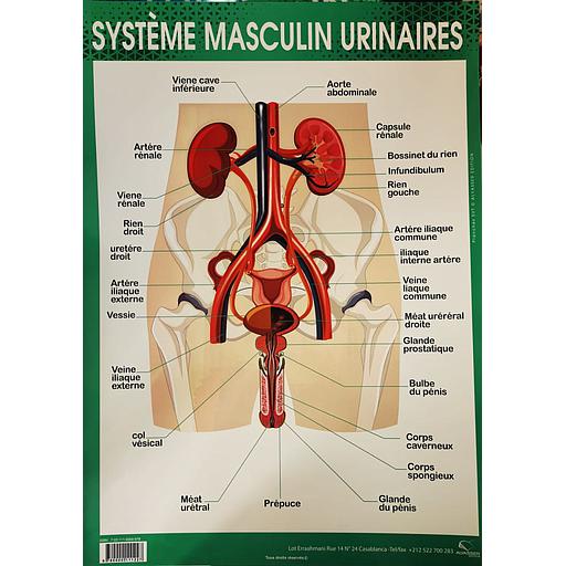 [9780000111227] Poster "Système Masculin Urinaires"