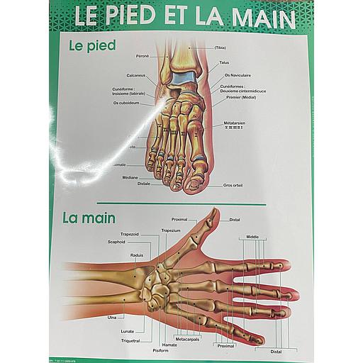 [9780000111227] Poster "Le Pied et La Main"