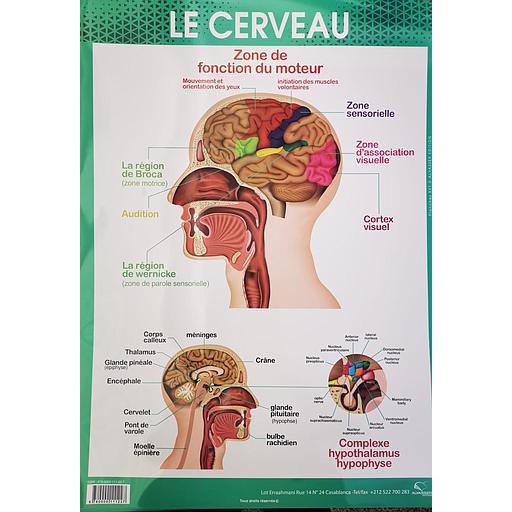 [9780000111227] Poster "Le Cerveau"