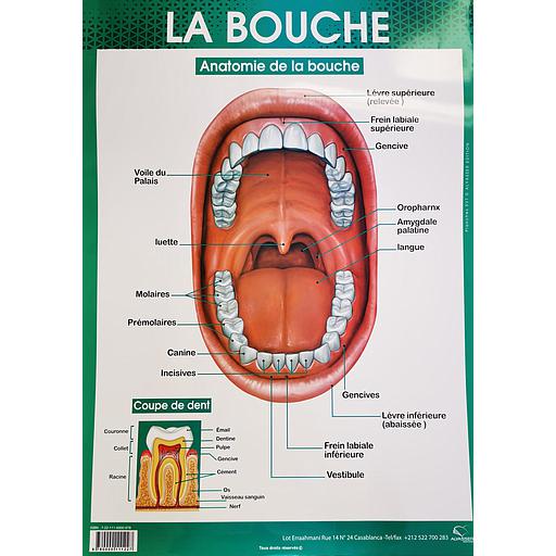 [9780000111227] Poster "La bouche"