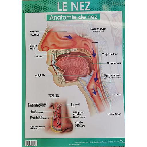 [9780000111227] Poster "Le Nez"