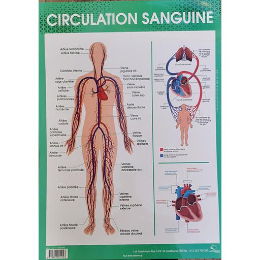 [9780000111227] Poster "Circulation sanguine"