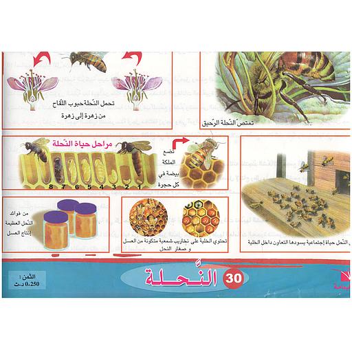ملفات ورقية تعليمية النحلة + موضوع