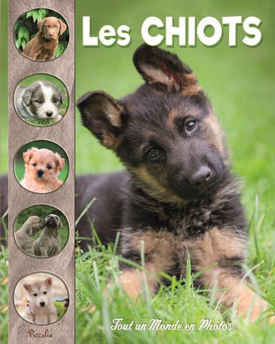 [PIC073036] Les chiots