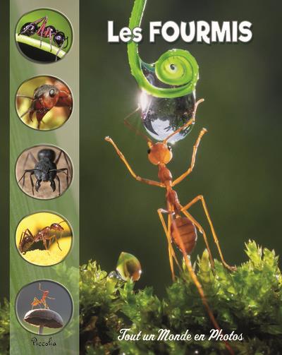 [PIC072817] Les fourmis